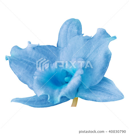 A light blue cyan orchid flower, isolated white 40830790