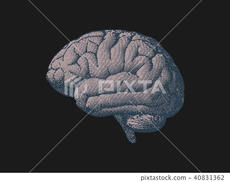 Engraving drawing brain vintage illustration Engraving drawing brain vintage illustration 40831362