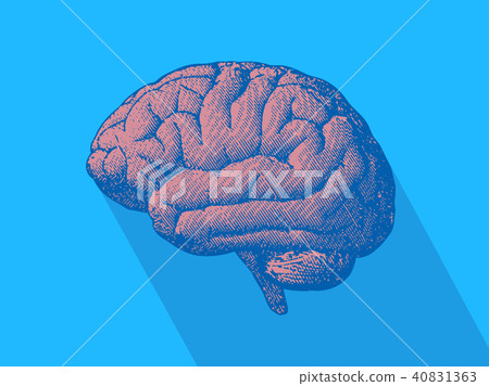 Engraving drawing brain vintage illustration Engraving drawing brain vintage illustration 40831363