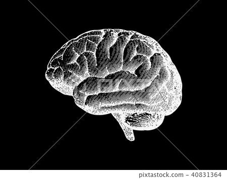 Engraving drawing brain vintage illustration Engraving drawing brain vintage illustration 40831364