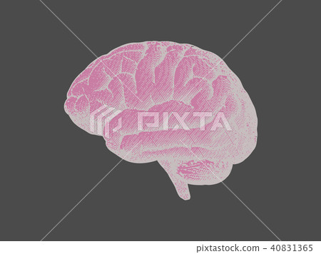 Engraving drawing brain vintage illustration Engraving drawing brain vintage illustration 40831365