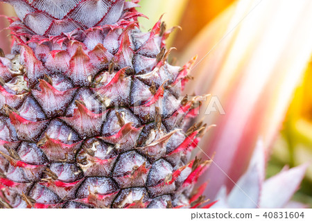 Close up baby red pineapple plant 40831604