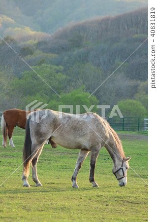 Thoroughbred Thoroughbred 40831819