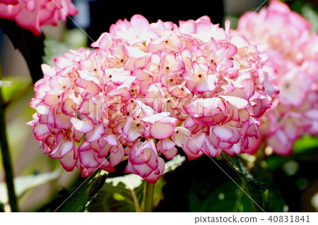 盛開在三鷹中原的繡球花 盛開在三鷹中原的繡球花 40831841