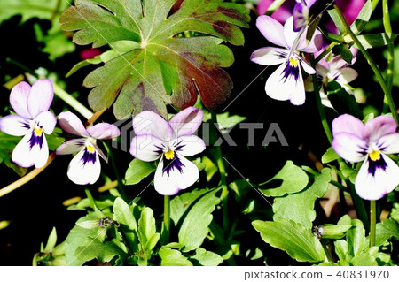 開花在Mitaka Nakahara的淺紫色的中提琴 40831970