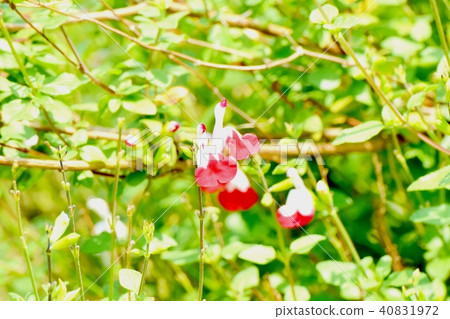 Salvia microfilla blooming in Mitaka Nakahara Salvia microfilla blooming in Mitaka Nakahara 40831972