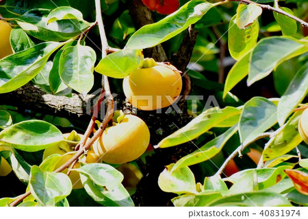 Mitaka Nakahara The oyster fruit that started to color Mitaka Nakahara The oyster fruit that started to color 40831974