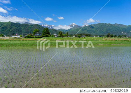 Shinshu landscape Azumino paddy field and North Alps Shinshu landscape Azumino paddy field and North Alps 40832019