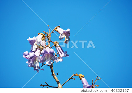 招標之花 招標之花 40832167