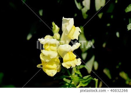 開花在三鷹中原的蘑菇 40832266