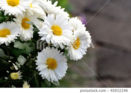 White spraying blooming in Mitaka Nakahara 40832296