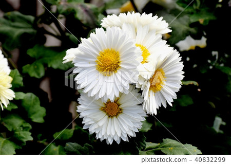 White spraying blooming in Mitaka Nakahara White spraying blooming in Mitaka Nakahara 40832299