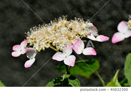 Makita blooming in Mitaka Nakahara 40832300