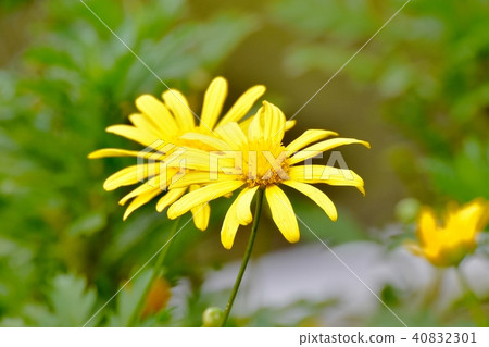 Choledopsis blooming in Mitaka Nakahara Choledopsis blooming in Mitaka Nakahara 40832301