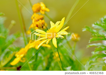 Choledopsis盛開在三鷹中原 40832368