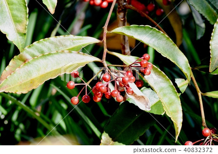 Manjou的果實，成為三鷹中原 40832372