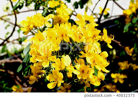 Cobanosena盛開在三鷹中原 40832373