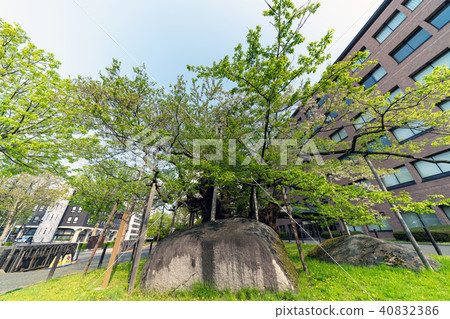 Natural monument Morioka Ishikura Sakura 40832386
