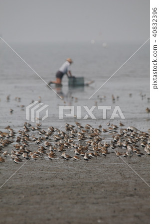 白鳥在有明海 白鳥在有明海 40832396