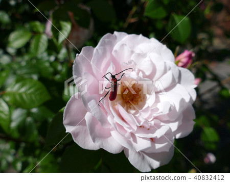 Benicamikiri Benicamikiri 40832412