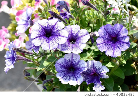 Petunia blooming in Mitaka Nakahara Petunia blooming in Mitaka Nakahara 40832485