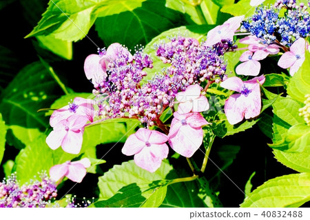 在三鷹中原開花的Hakuji繡球花 在三鷹中原開花的Hakuji繡球花 40832488