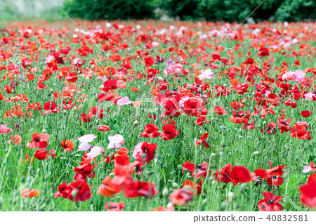 罌粟,罌粟領域,花田,白色領域,白罌粟,查理罌粟 罌粟,罌粟領域,花田,白色領域,白罌粟,查理罌粟 40832581
