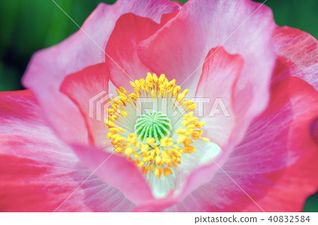 罌粟花，雛菊，雛菊 40832584