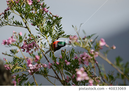 Greater Barred Sunbird, South Africa Greater Barred Sunbird, South Africa 40833069