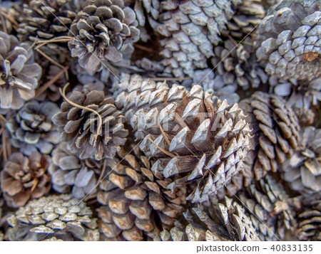 [Izu] Shuzenji maple forest [pine cone] 40833135