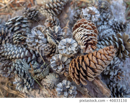 [Izu] Shuzenji maple forest [pine cone] 40833138
