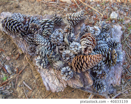 [Izu] Shuzenji maple forest [pine cone] 40833139