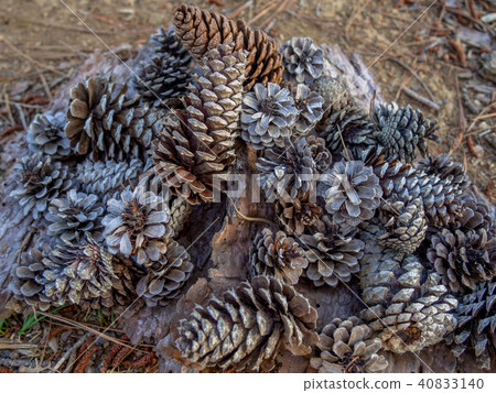 [Izu] Shuzenji maple forest [pine cone] 40833140
