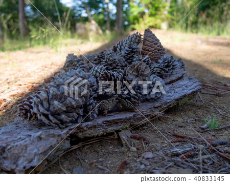 [Izu] Shuzenji maple forest [pine cone] 40833145