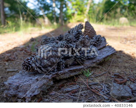 [Izu] Shuzenji maple forest [pine cone] 40833146