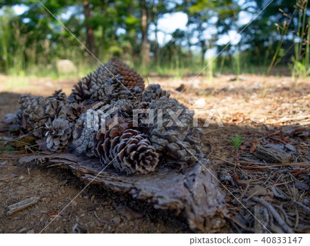 [Izu] Shuzenji maple forest [pine cone] 40833147