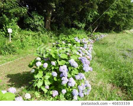 hydrangea flower hydrangea flower 40833339
