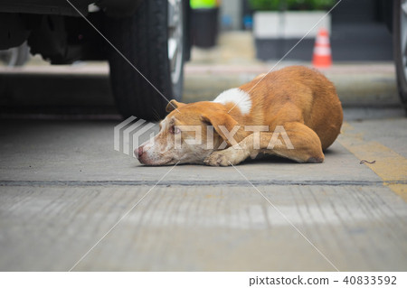 Stray dog sleep. 40833592
