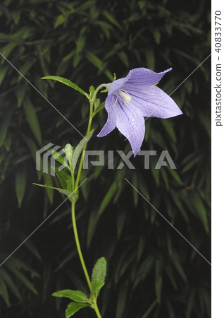 桔梗花 40833770