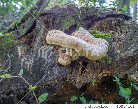 [Izu] Maple tree of Shuzenji [Mushroom] 40834161