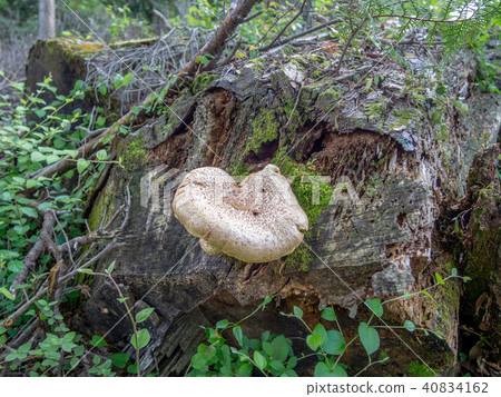 [Izu] Maple tree of Shuzenji [Mushroom] 40834162