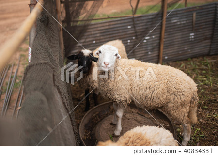close up of sheep in the cage 40834331