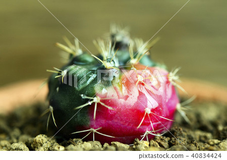 Gymnocalycium damsii variegata pot plant. Gymnocalycium damsii variegata pot plant. 40834424