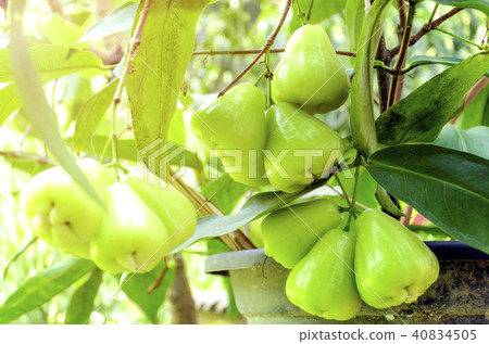 Green Rose Apple grow as pot plant. 40834505