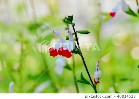 開花在三鷹中原的Salvia microfilla 40834528