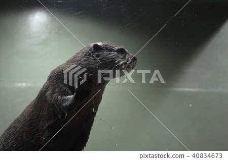 Aquarium otter Aquarium otter 40834673