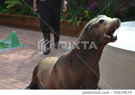 Aquarium Sea Lion Aquarium Sea Lion 40834674