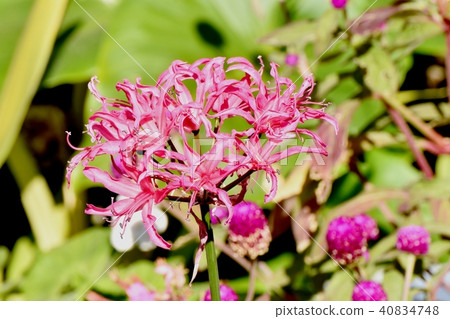 開花在三鷹中原的桃紅色Nerine 開花在三鷹中原的桃紅色Nerine 40834748