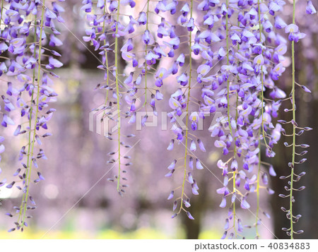 紫藤花 紫藤花 40834883
