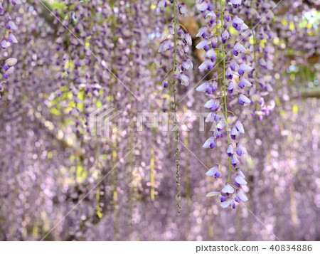 紫藤花 紫藤花 40834886